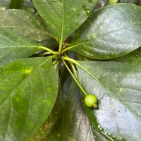 Timonius flavescens (Jacq.) Baker